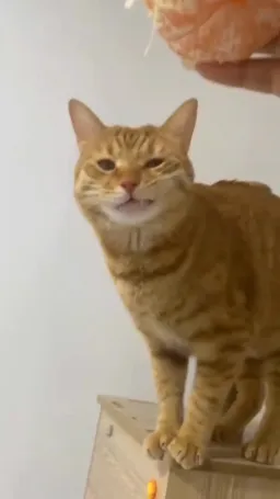 اوق زدن گربه