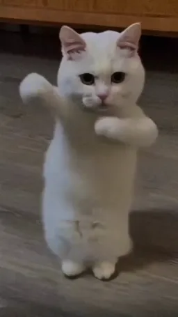 رقص گربه‌