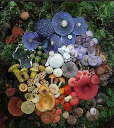 All mushrooms in one frame