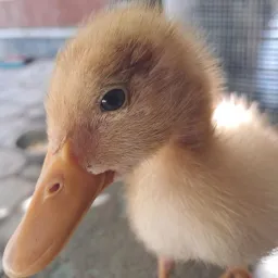 نگاه اردک متفاوت