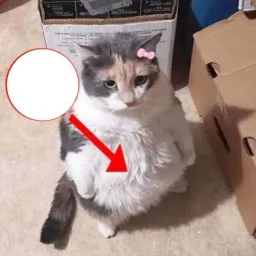 گربه شکم خام