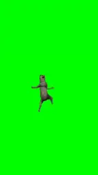 Wolf dance green screen