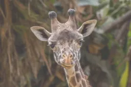 واکنش صادقانه زرافه