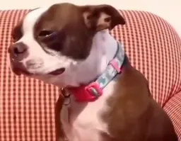Comparison of dogs crying and dogs laughing