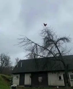 chicken screamed with music