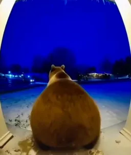 شیک زدن خرس