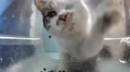 گربه در حال زدن روی دوربین