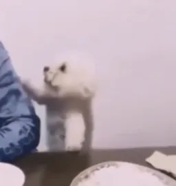 سگ درحال درخواست غذا