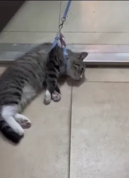 بردن گربه خسته و ناراحت