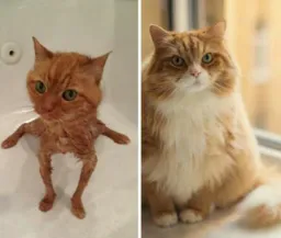 skinny cat and fat cat compare