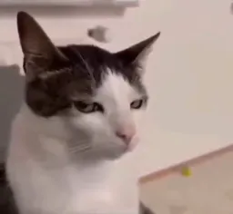 نگاه دارک گربه