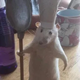 موش آشپز
