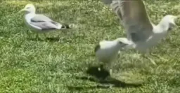 دعوای دو پرنده