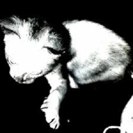 Noir By Sho