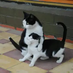 Cat holding the mouth of another cat