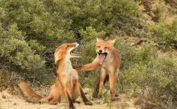 دو روباه در حال قهقهه زدن