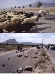 sheeps following donkey