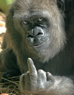 Gorrila showing middle finger