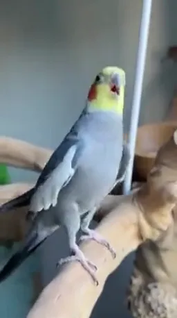 Parrot singing