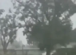 وزش شدید باد و کنده شدن درخت