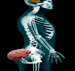 عقل در باسن