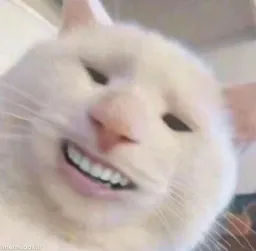 گربه ای که داره تعجب میکنه