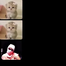 gangster vs cats