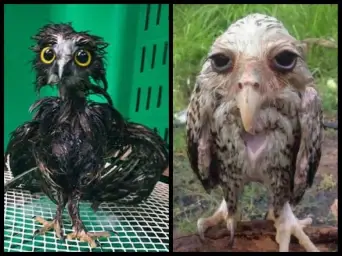 Baby owl compare whit Old owl