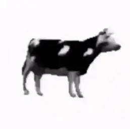 Polish cow