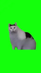 Fat cat green screen