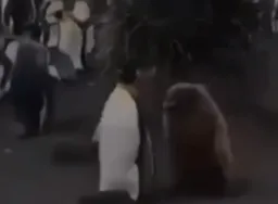 پنگوئن دنبال پنگوئن
