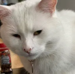 نگاه عجیب گربه