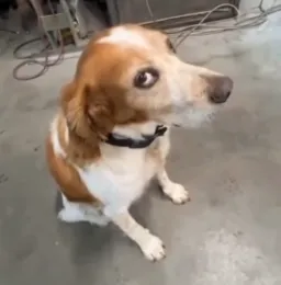 نگاه های مخفیانه سگ به دوربین