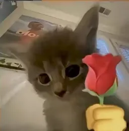 گربه علی درحال تقدیم گل