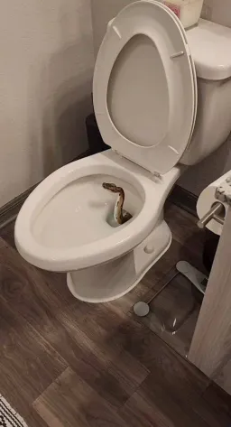 snake in toilet