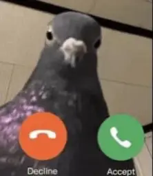 Calling pigeon