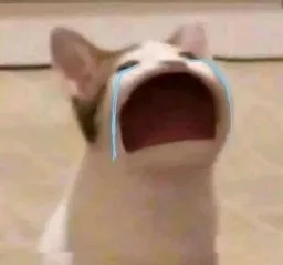 گربه در حال گریه