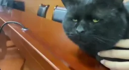 نگاه عجیب و شک بر انگیز گربه