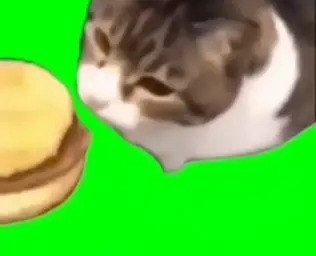 Kitty you can has cheese burger green screen