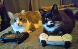 دو گربه در حال گیم زدن