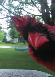 Stunning rooster to the camera