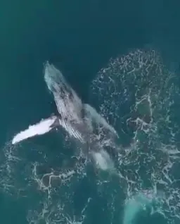 سینه زدن نهنگ
