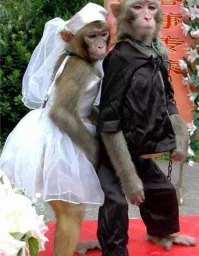 Monkey bride and groom