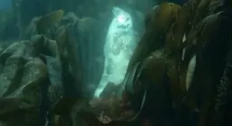 فوک خسته