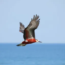 پرنده روی دریا