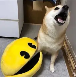 Doll eating shiba dog