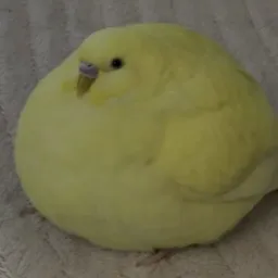 مرغ عشق چاق (نسخه ویدیویی)