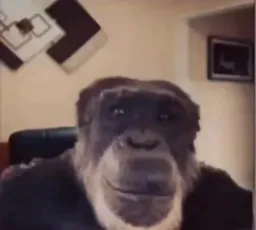 شامپانزه درحال نگاه کردن به دوربین و دستشویی کردن