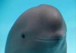 The laughter of the dolphi