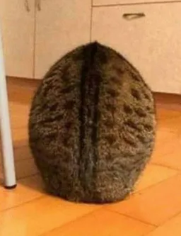 cat turn into ball